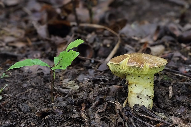 suchohríb plstnatý Xerocomus subtomentosus L.