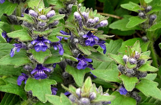 zbehovec ženevský   Ajuga genevensis