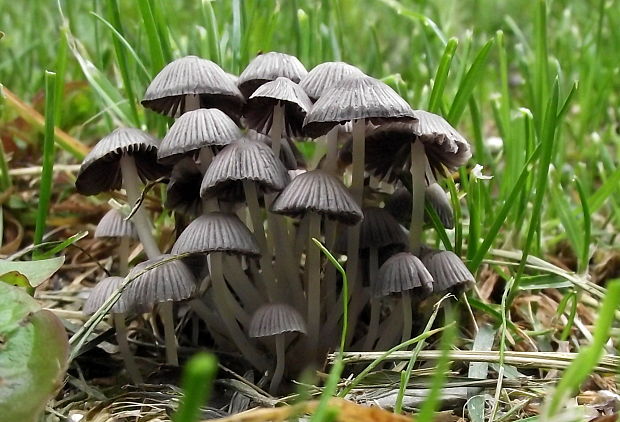 hnojník rozosiaty  Coprinellus disseminatus