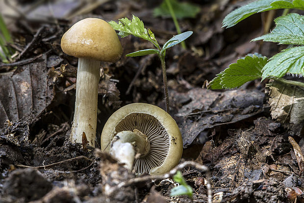 poľnička včasná Agrocybe praecox (Pers.) Fayod