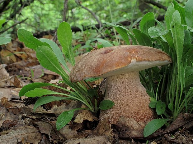 hríb dubový Boletus reticulatus Schaeff.