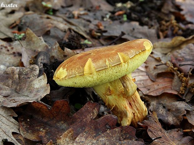 suchohríb plstnatý Boletus subtomentosus L.