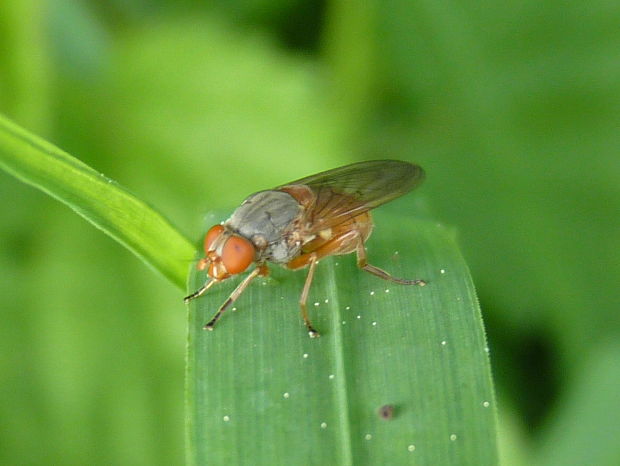 pestrica Brachyopa sp.