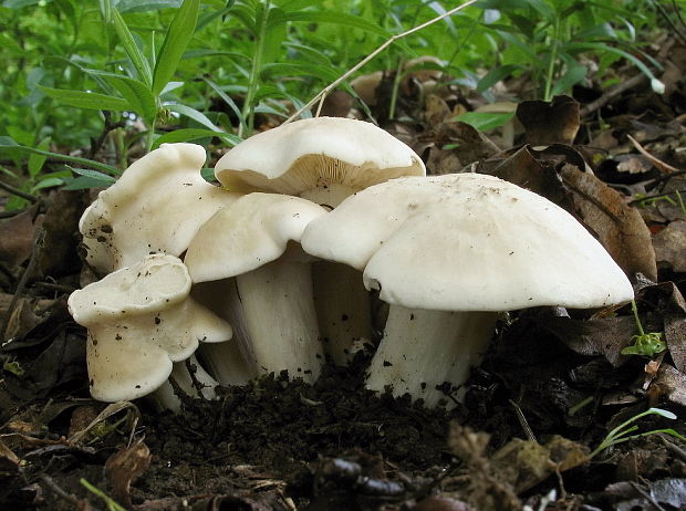 čírovnica májová Calocybe gambosa (Fr.) Donk