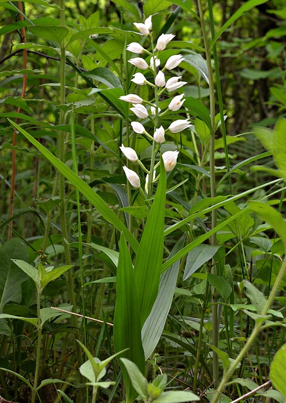 prilbovka dlholistá Cephalanthera longifolia (L.) Fritsch