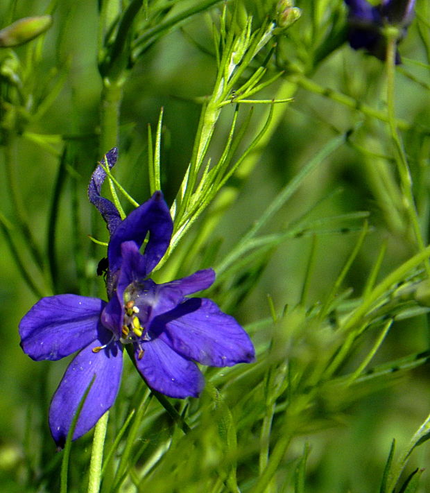 ostrôžka poľná Consolida regalis Gray