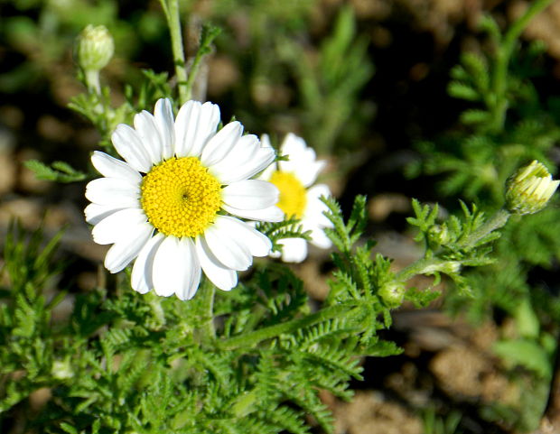 rumanovec rakúsky Cota austriaca (Jacq.) Sch. Bip.