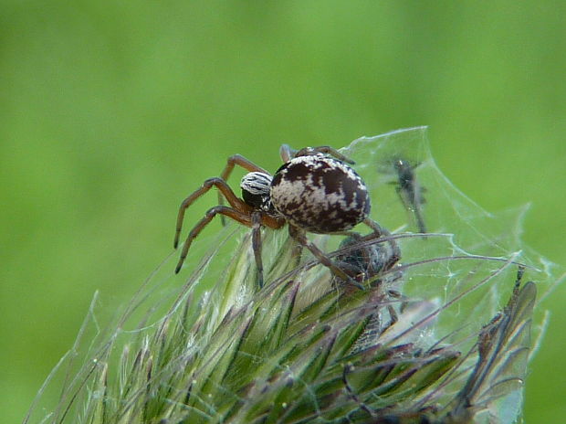 cedivečka  Dictyna sp.