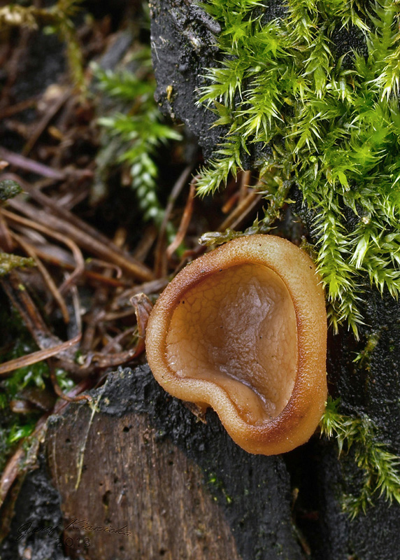 discinka hnedá Discina ancilis (Pers.) Sacc.