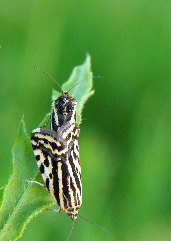 morička pupencová Emmelia trabealis