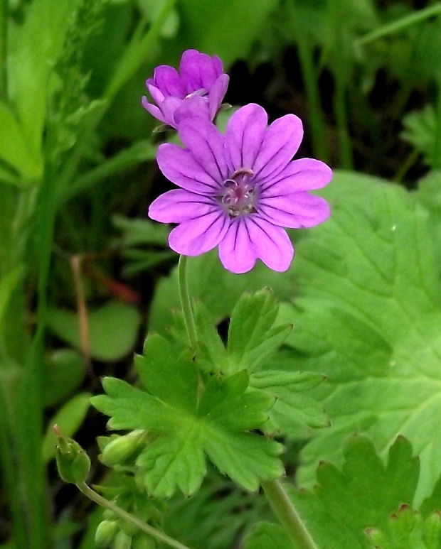 pakost pyrenejský Geranium pyrenaicum