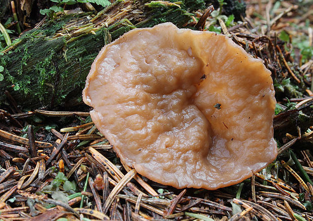 ušiak (discinka) Gyromitra sp. (Discina sp.)