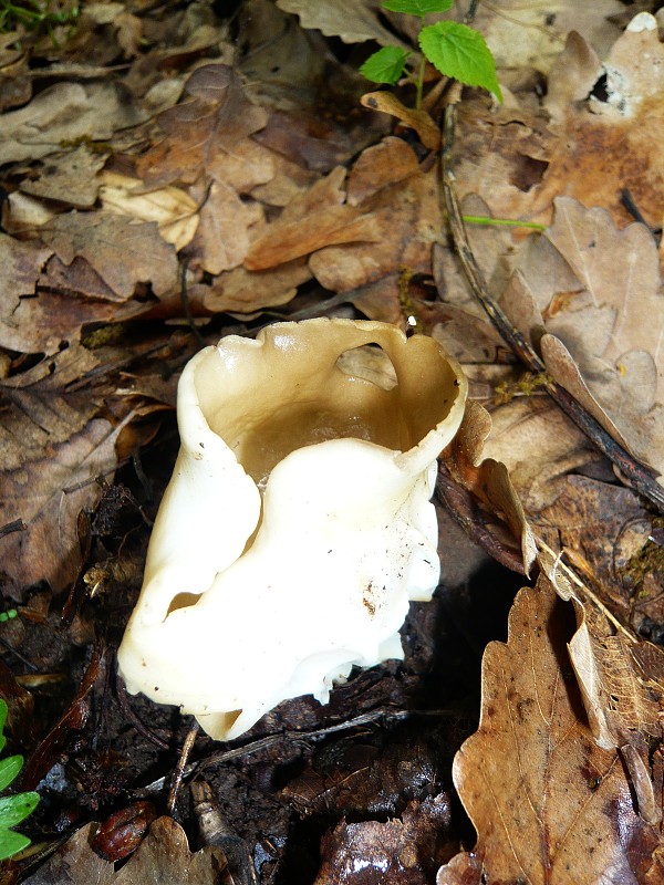 chriapač Helvella sp.