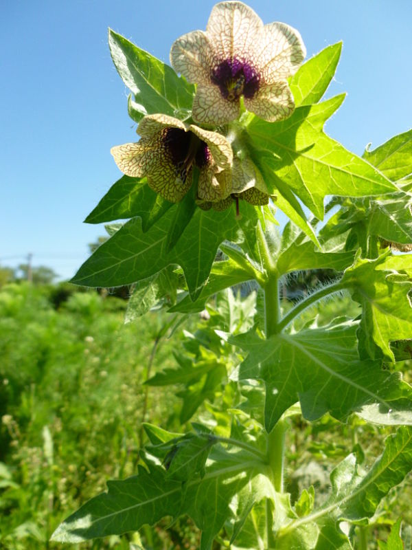 blen čierny Hyoscyamus niger L.