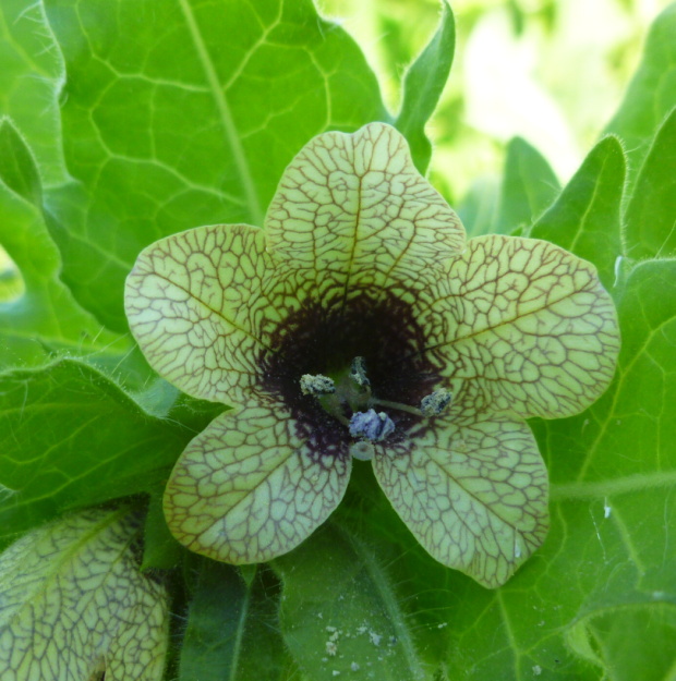 blen čierny Hyoscyamus niger L.