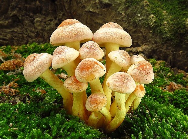 strapcovka zväzkovitá Hypholoma fasciculare (Huds.) P. Kumm.