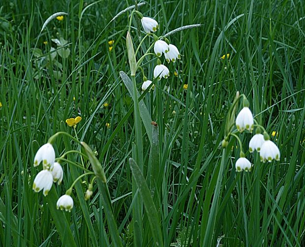 bleduľa letná Leucojum aestivum L.