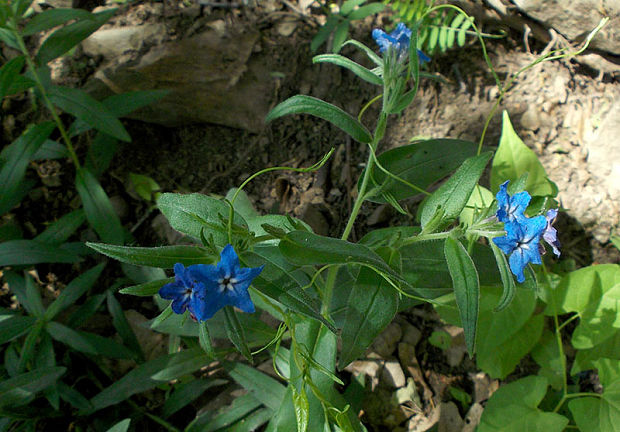 kamienka modropurpurová Lithospermum purpurocaeruleum L.