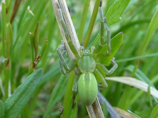 osemočko smaragdové  Micrommata virescens