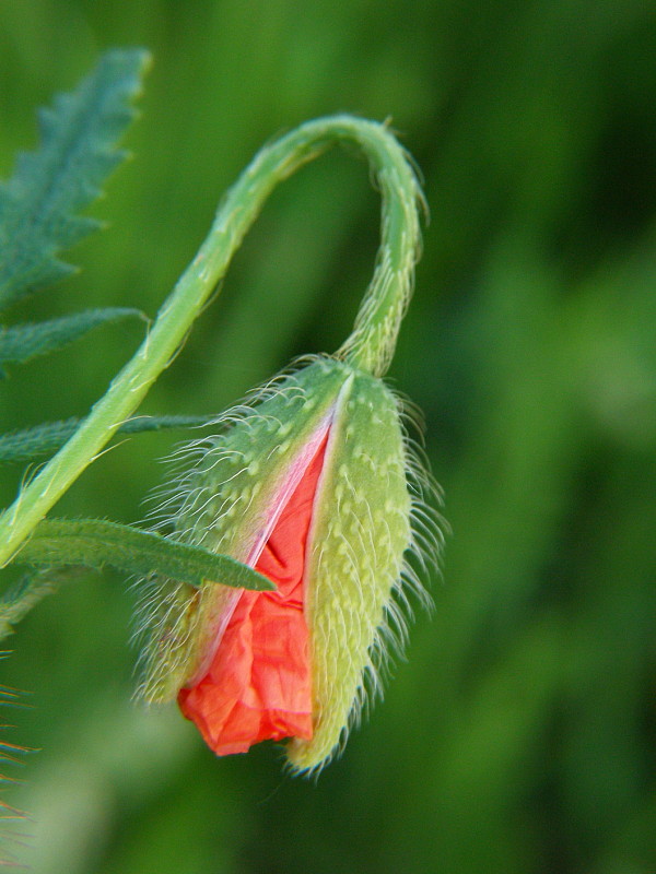 vĺči mak Papaver rhoeas L.