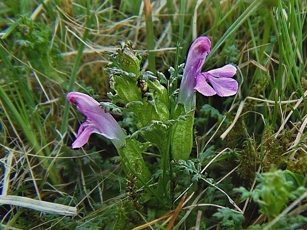 všivec lesný Pedicularis sylvatica L.