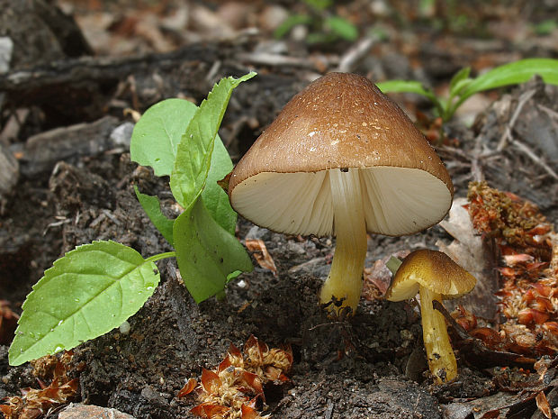 štítovka žltohlúbiková Pluteus romellii (Britzelm.) Sacc.