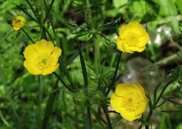 iskerník prudký Ranunculus acris L.