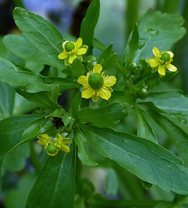 iskerník jedovatý Ranunculus sceleratus L.