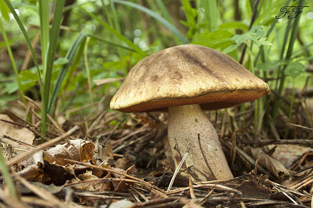 hríb zrnitohlúbikový Sutorius luridiformis (Rostk.) G. Wu & Zhu L. Yang