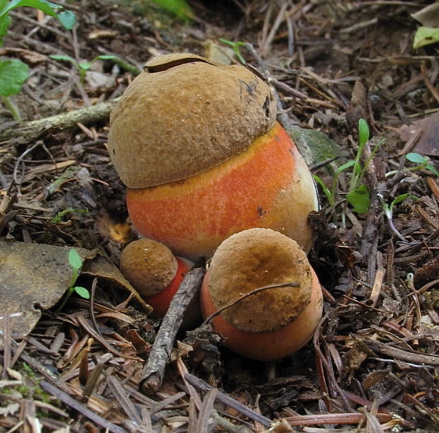 hríb zrnitohlúbikový Sutorius luridiformis (Rostk.) G. Wu & Zhu L. Yang