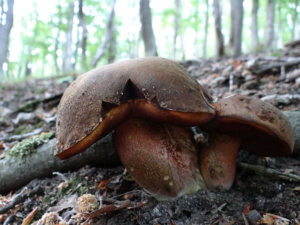 hríb zrnitohlúbikový Sutorius luridiformis (Rostk.) G. Wu & Zhu L. Yang