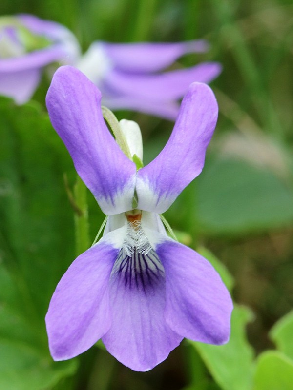 fialka Viola sp.