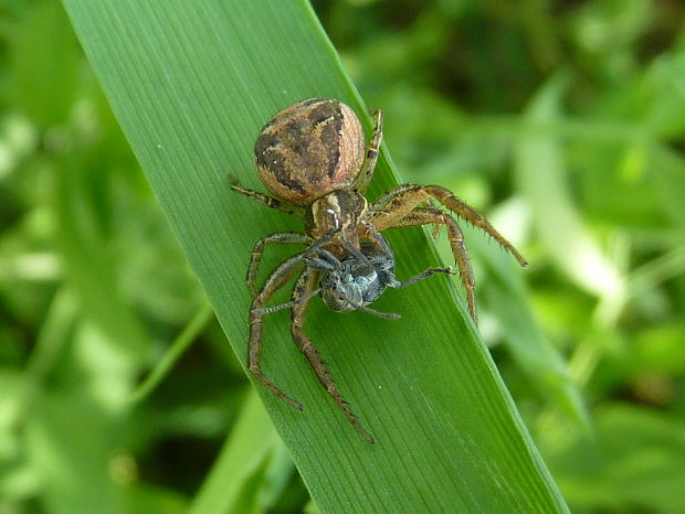 kvetárik  Xysticus sp.