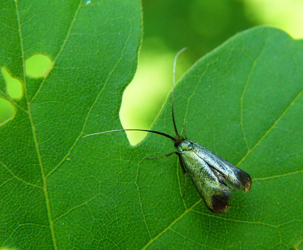 adéla zelená Adela reaumurella