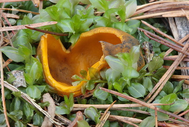 pohárovka ohnivá Caloscypha fulgens (Pers.) Boud.