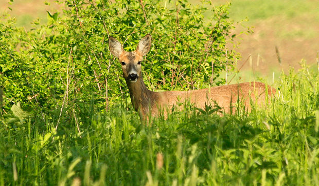 srna lesná Capreolus capreolus