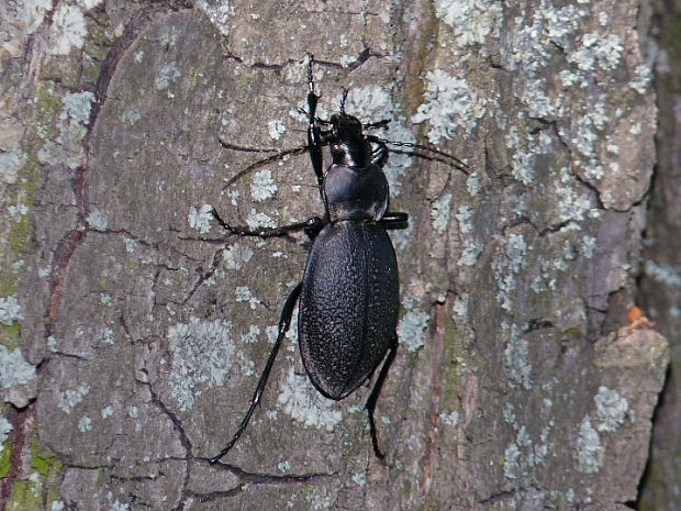 bystruška kožovitá Carabus coriaceus