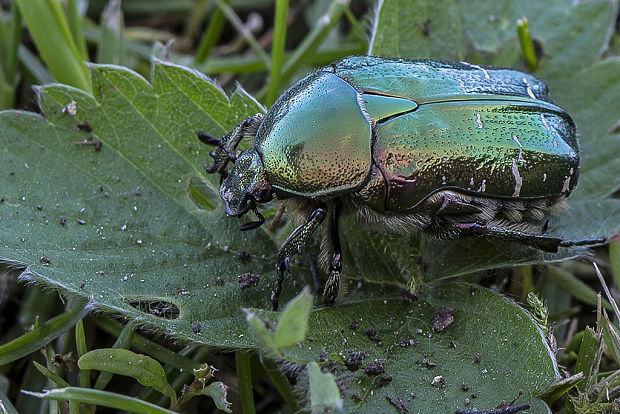 zlatoň obyčajný  Cetonia aurata Schaeff. ex Boud.