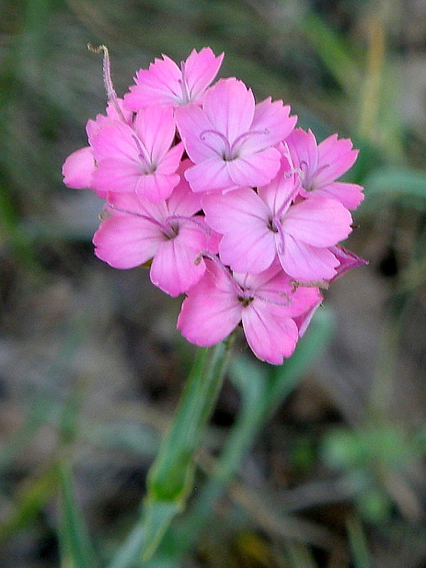 klinček kartuziánsky Dianthus carthusianorum L.