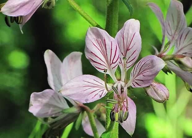 jasenec biely Dictamnus albus L.