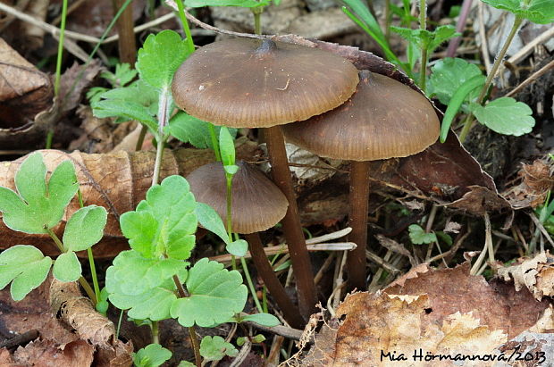 hodvábnica včasná Entoloma vernum S. Lundell