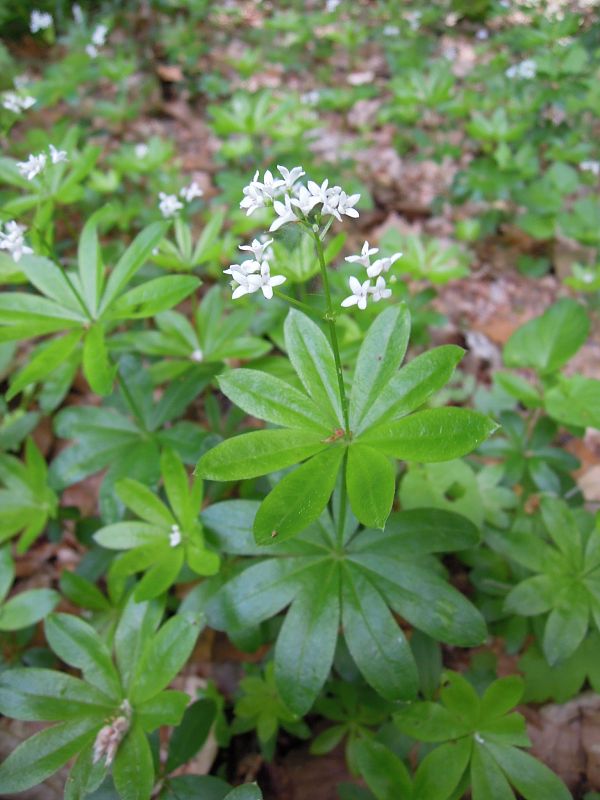 lipkavec marinkový Galium odoratum (L.) Scop.