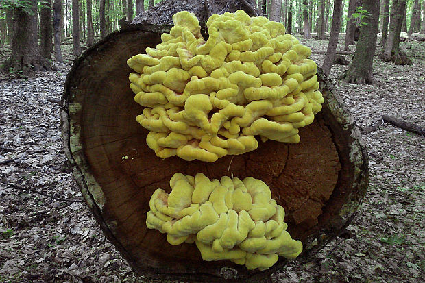 sírovec obyčajný Laetiporus sulphureus (Bull.) Murrill