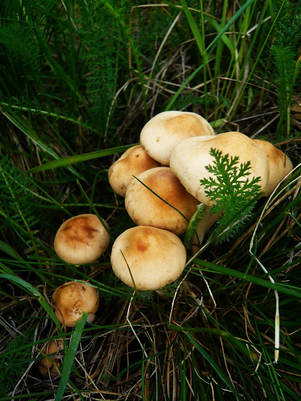 tanečnica poľná Marasmius oreades (Bolton) Fr.