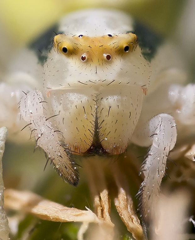 kvetárik dvojtvarý Misumena vatia