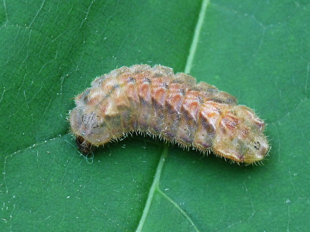 ostrôžkár dubový Neozephyrus quercus