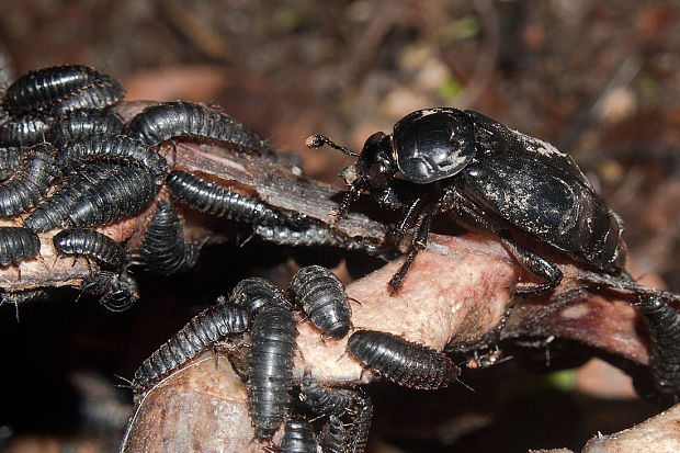 hrobárik čierny Nicrophorus humator