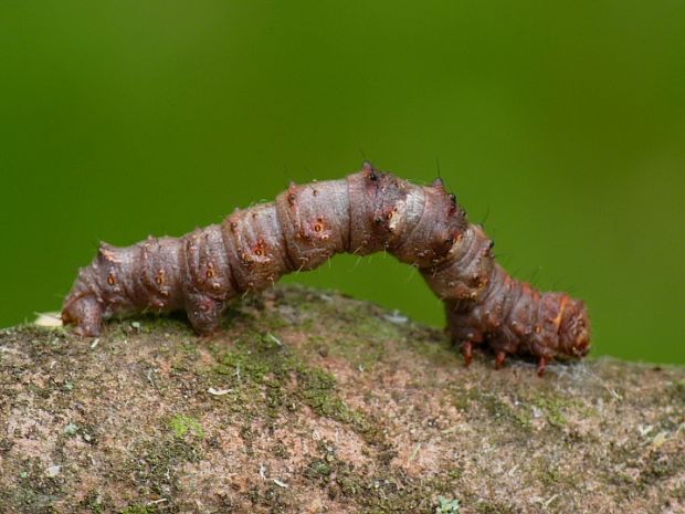 piadivka hrušková Phigalia pilosaria