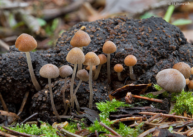 drobuľka Psathyrella tenuicula ? (P. Karst.) Örstadius & Huhtinen