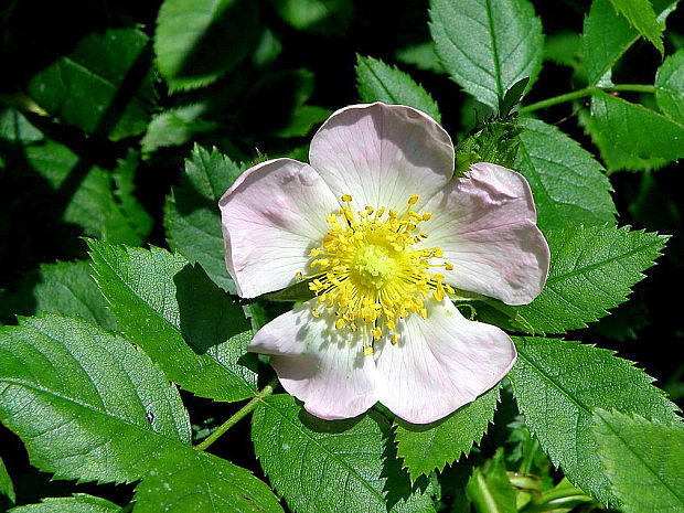 ruža šípová Rosa canina L.